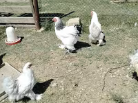 Brahma — foto 1