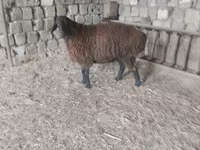 Sheep (batch, sex not specified), Hissar sheep — photo 2