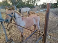 Kůň, Welsh Cob — foto 2