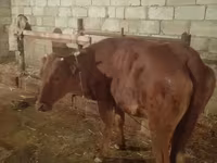 İnək, Simmental cattle — foto 6