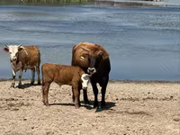 Cow, Cattle — photo 2