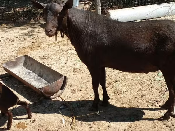 Keçi, Murcia-Granada goats