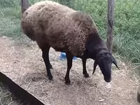 公羊, Hissar sheep — 照片 3