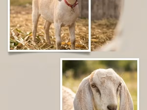 Keçi, Nubian Goat
