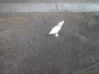 Japonský bantam — foto 5