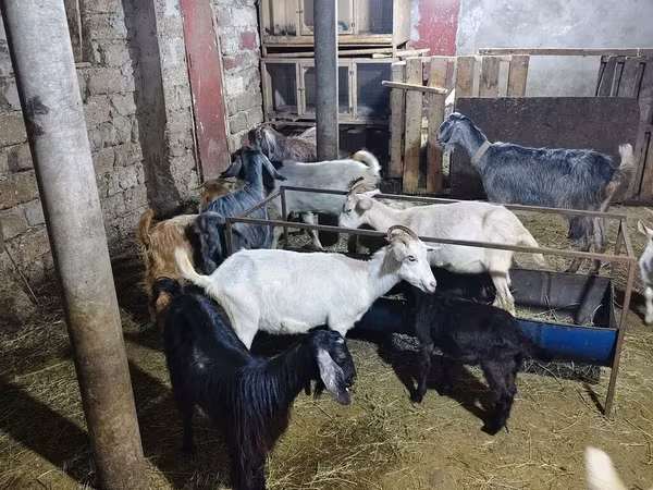 Goats (batch, sex not specified), Goats