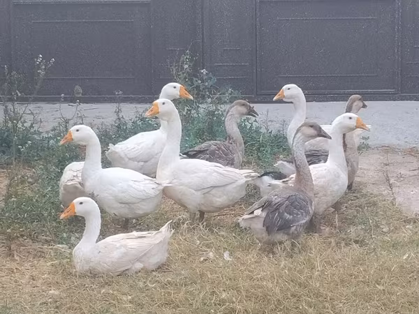 Geese — Azerbaijan