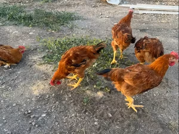Chickens
