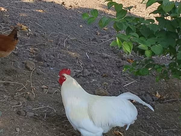 Chickens — Azerbaijan