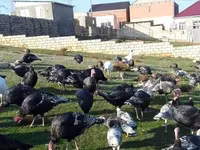 Chickens — Foto 5