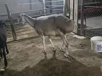 Qoyun, Afghan Arabi sheep — foto 3