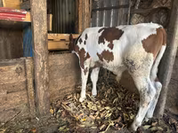 Buğa, Simmental cattle — foto 2