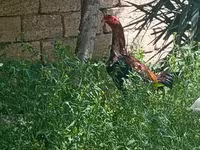 Chickens — Foto 1