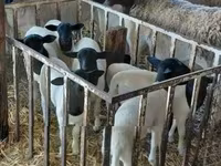 母羊, Dorper sheep — 照片 2