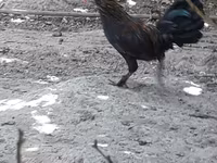 Chickens — foto 1