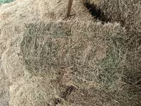Camels (batch, sex not specified), Camels — photo 1
