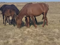 Madyan, Horse breed — foto 3