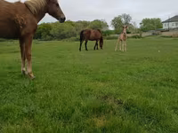 Horse (M), Horses — photo 2