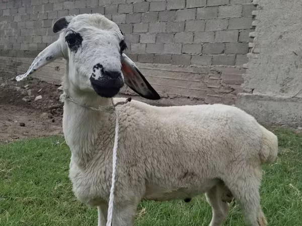 Ram, Blackheaded Persian sheep