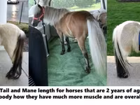 Horse (M), Miniature horse — photo 4