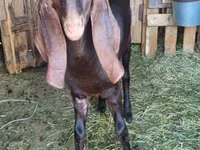 Kozel, Kamori goats — foto 2