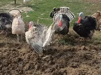 Turkeys — photo 6
