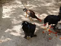 Chickens — foto 3