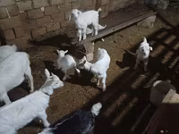 母山羊, Saanen goat — 照片 6