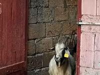 Keçi, Keçilər — foto 1