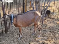 Koza, Alpine goat — foto 5