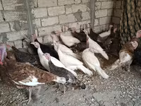 Geniş Sinəli Ağ — foto 1