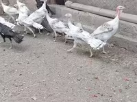 Turkeys — फ़ोटो 3