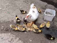 Domestic Muscovy — photo 2