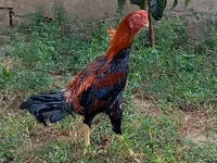 Chickens — photo 8