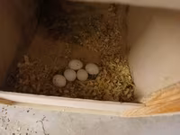Məhsul: Nimfa (Cockatiel) cütlükləri və yuvalama dəsti Korella — 照片 3