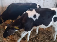 Buğa, Russian Black pied cattle — foto 3