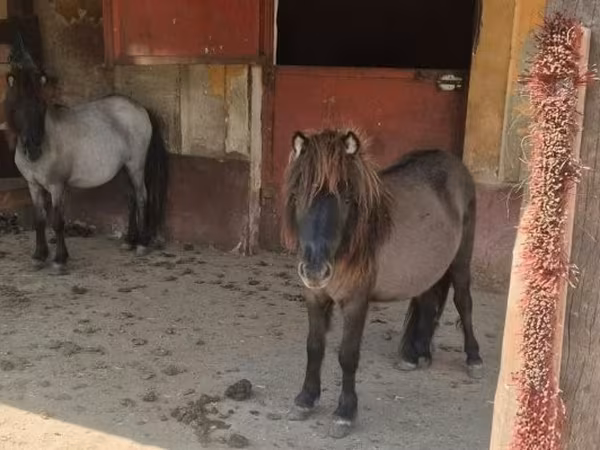 فرس, Shetland Pony