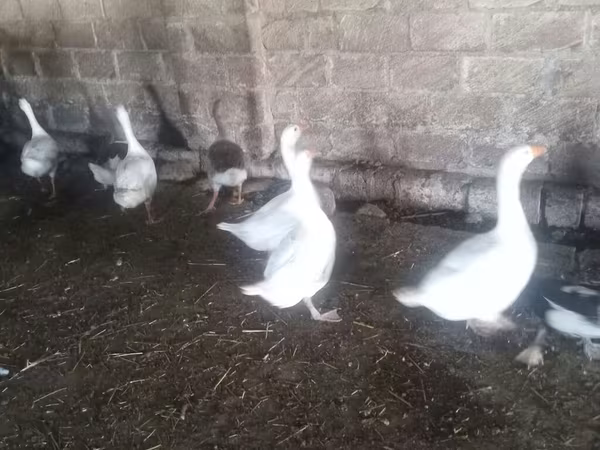Geese — Azərbaycan