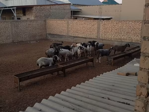 Qoç, Qoyunlar