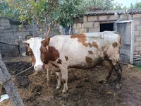 Cow, Simmental cattle — photo 1