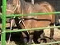 Kobyła, Konie — zdjęcie 6