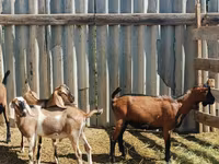 Billy Goat, Nubian Goat — photo 3