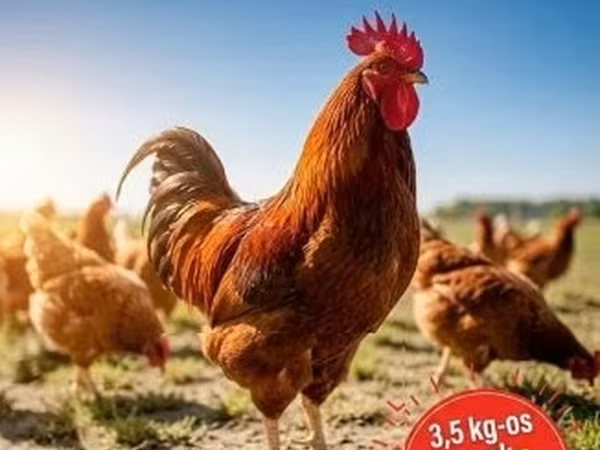 Chickens