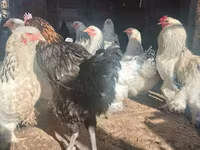 براهما — الصورة 1