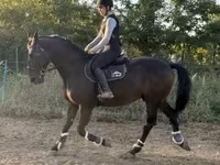 公马, Nonius horse — 照片 2