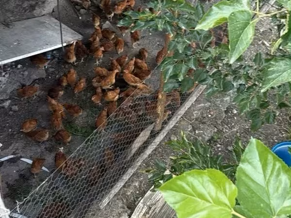 Chickens — أرمينيا