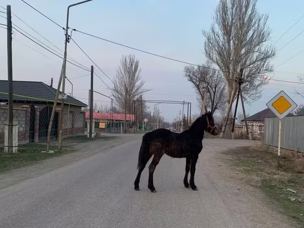 घोड़ा, Friesian