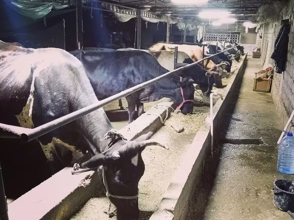 Уй, Сиырлар
