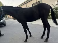 Caballos (lote, sexo no especificado), Kyrgyz Horse — foto 5