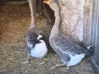 Geese — الصورة 3